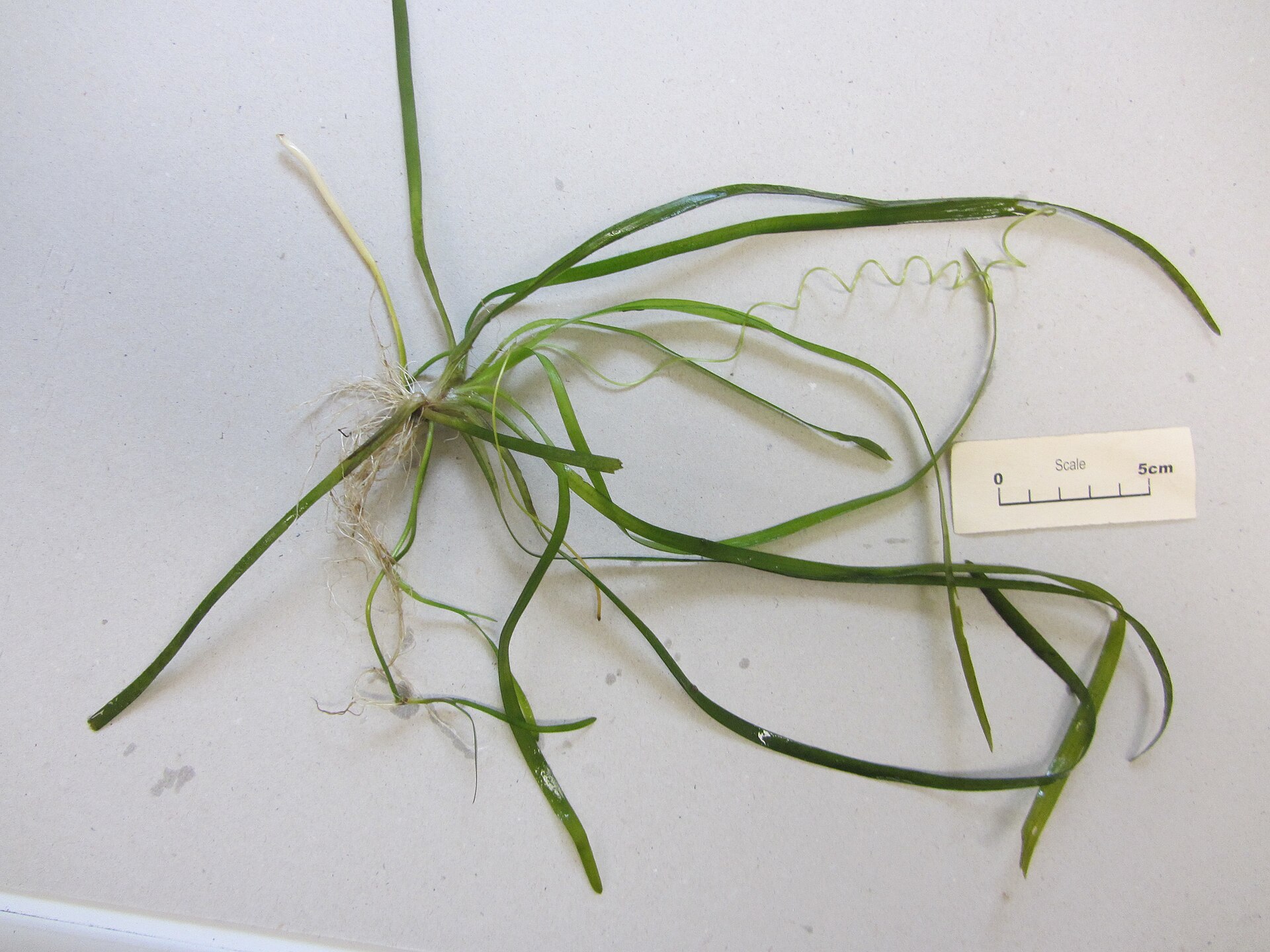 Vallisneria spiralis: Background Plant Care