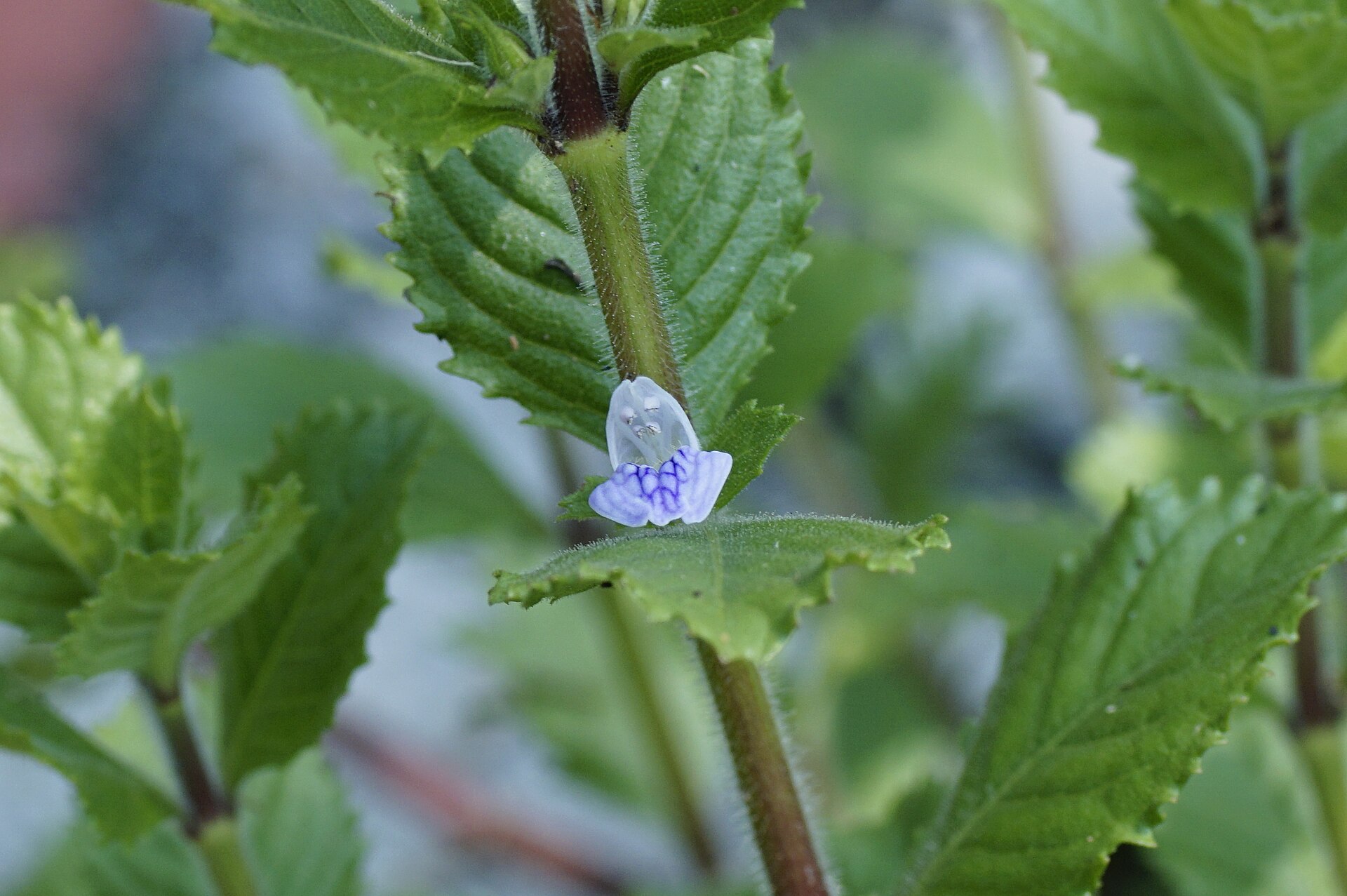 Water Wisteria (Hygrophila difformis): Care Guide