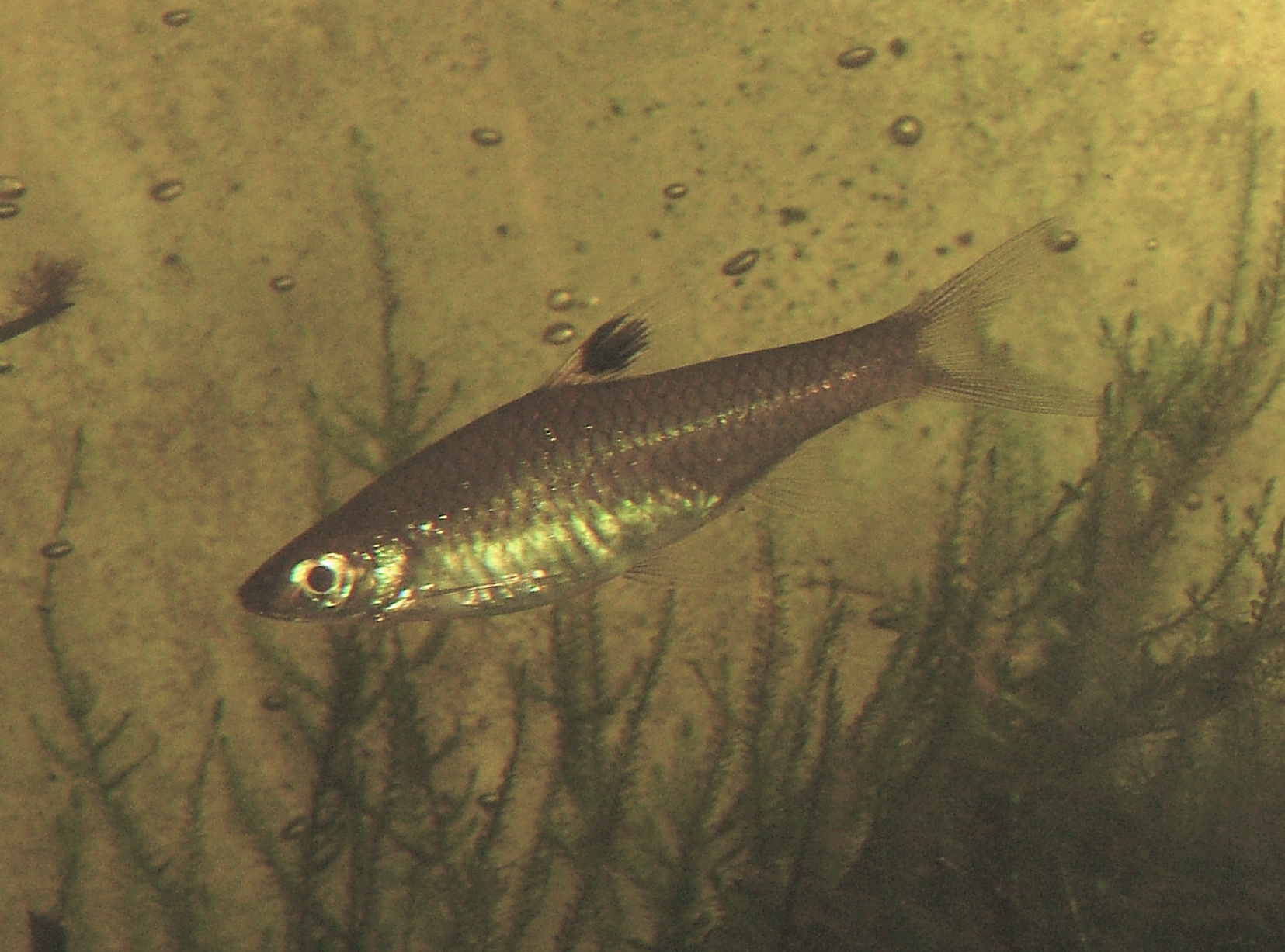 Black-Line Rasbora (Rasbora dorsiocellata): Care & ID