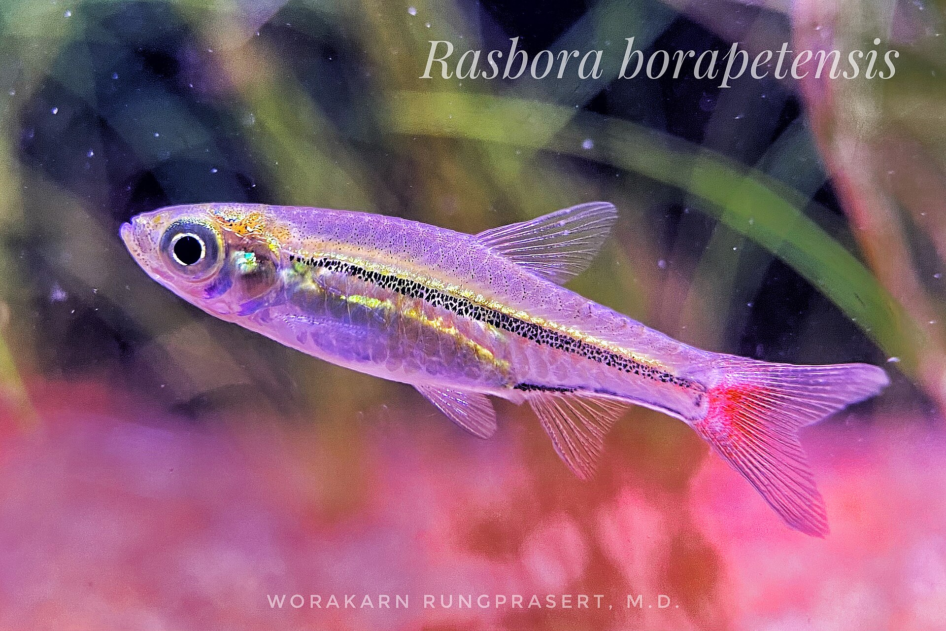 Why Are My Chili Rasboras Pale?