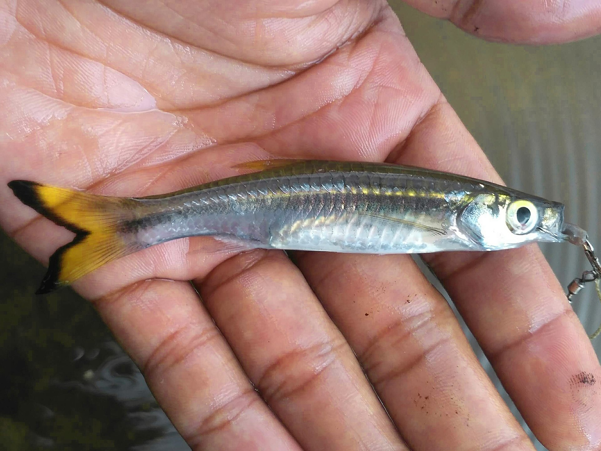 Cherry Barb vs Rasbora Confusion: Importer ID Guide