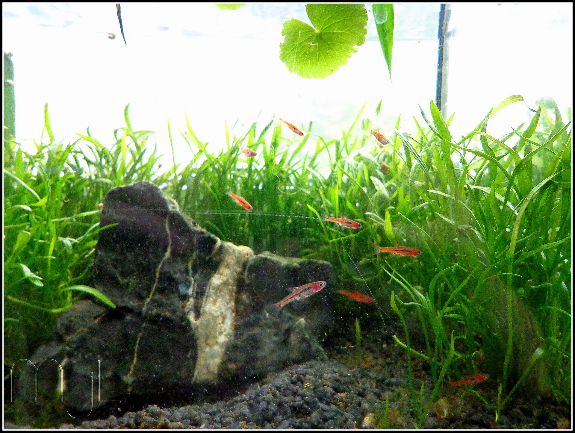Harlequin vs Chili Rasbora for Nano Tanks