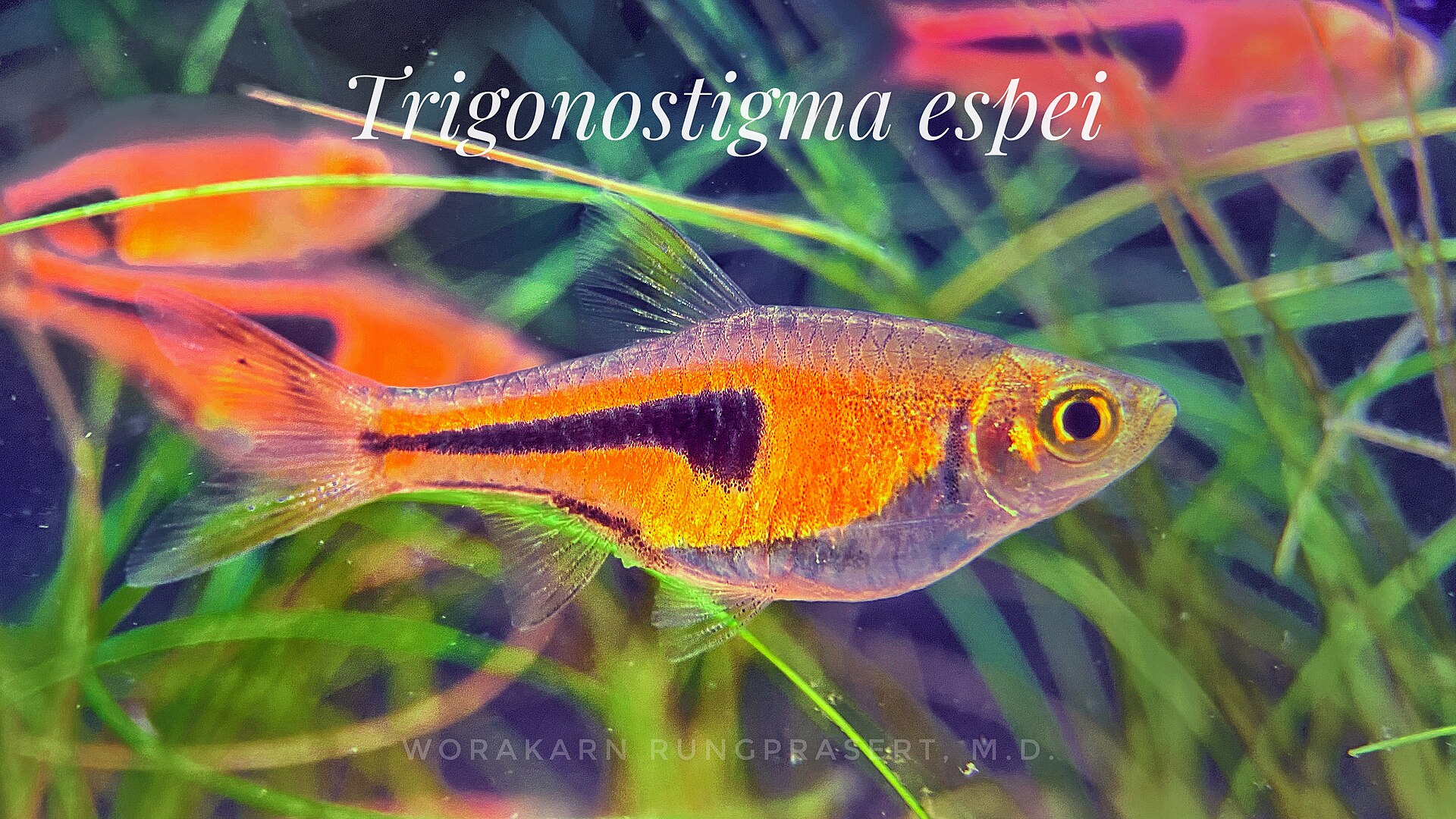Espe’s Rasbora (Trigonostigma espei): Care & ID
