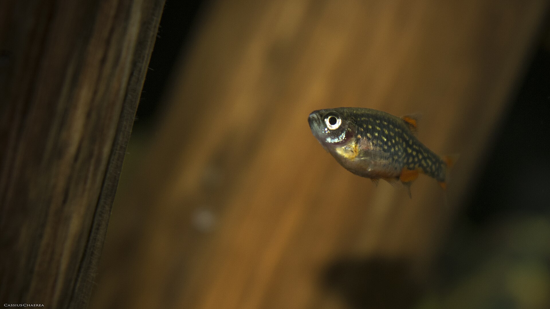 Galaxy Rasbora (Celestichthys margaritatus): CPD Care