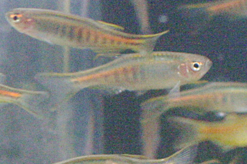 Glowlight Danio (Danio choprai): Myanmar Danio Care