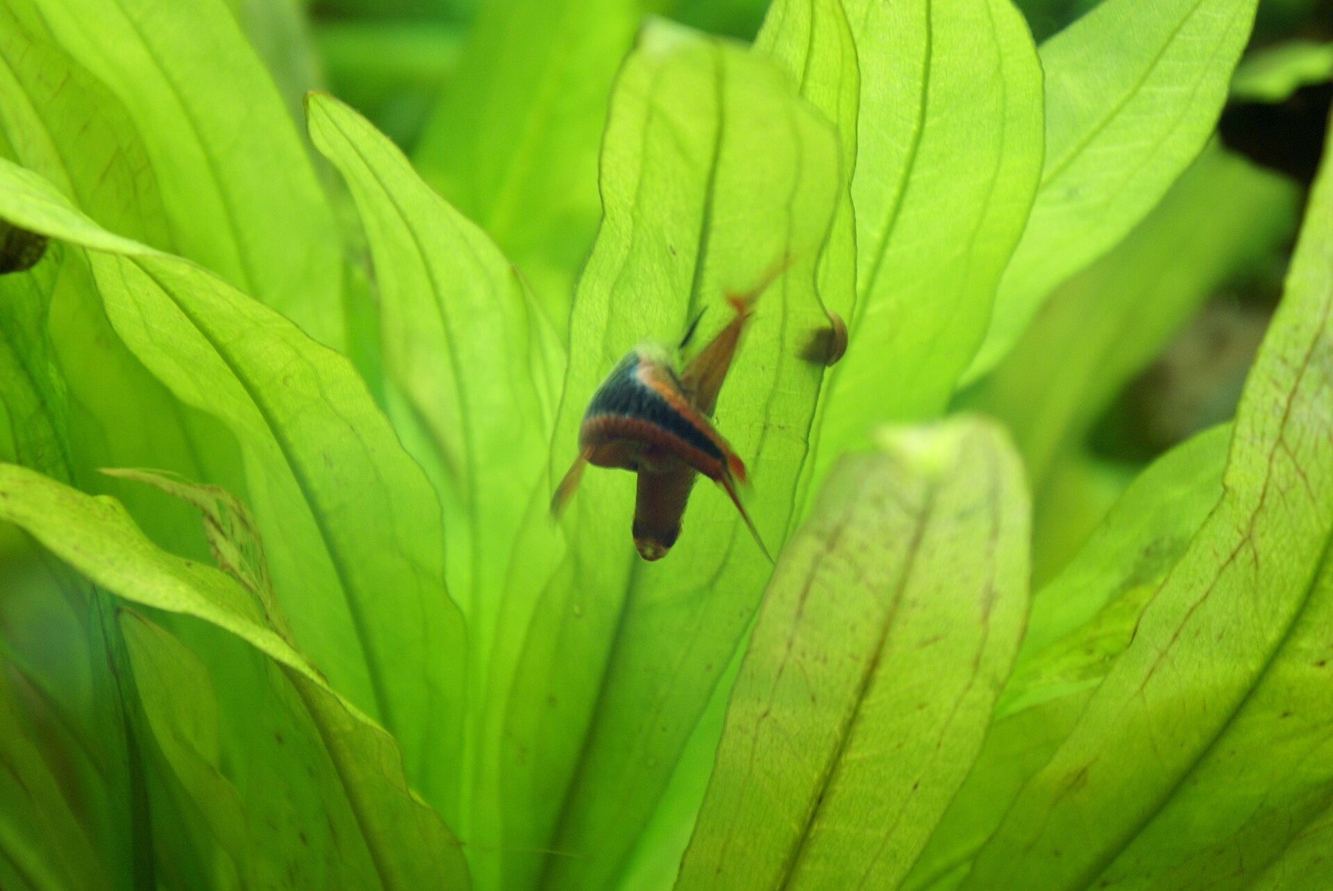 Harlequin Rasbora (Trigonostigma heteromorpha): Care & Breeding