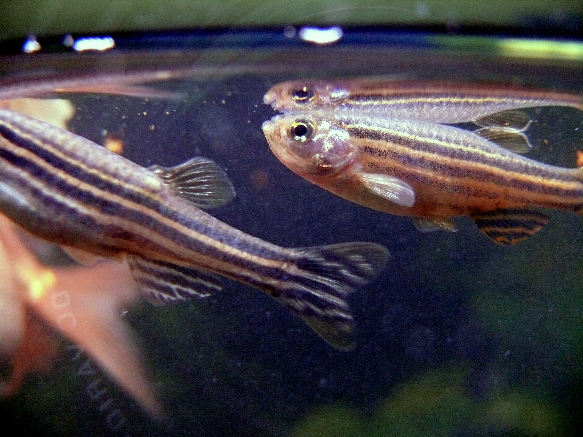 Leopard Danio (Danio rerio Spotted Morph): Care Guide