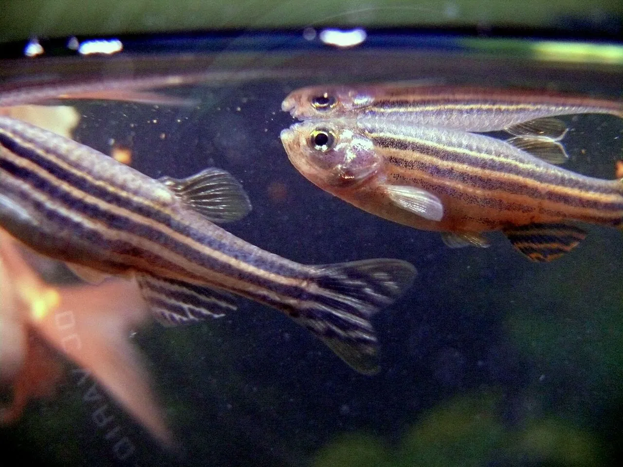 Harlequin vs Chili Rasbora for Nano Tanks