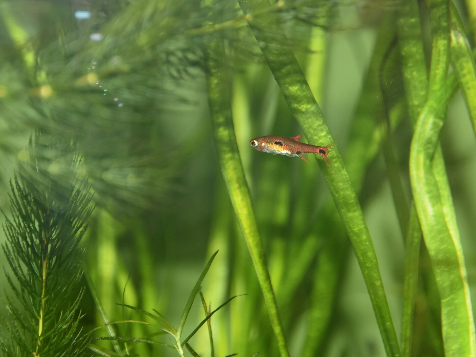 Why Won't My Harlequin Rasboras School?