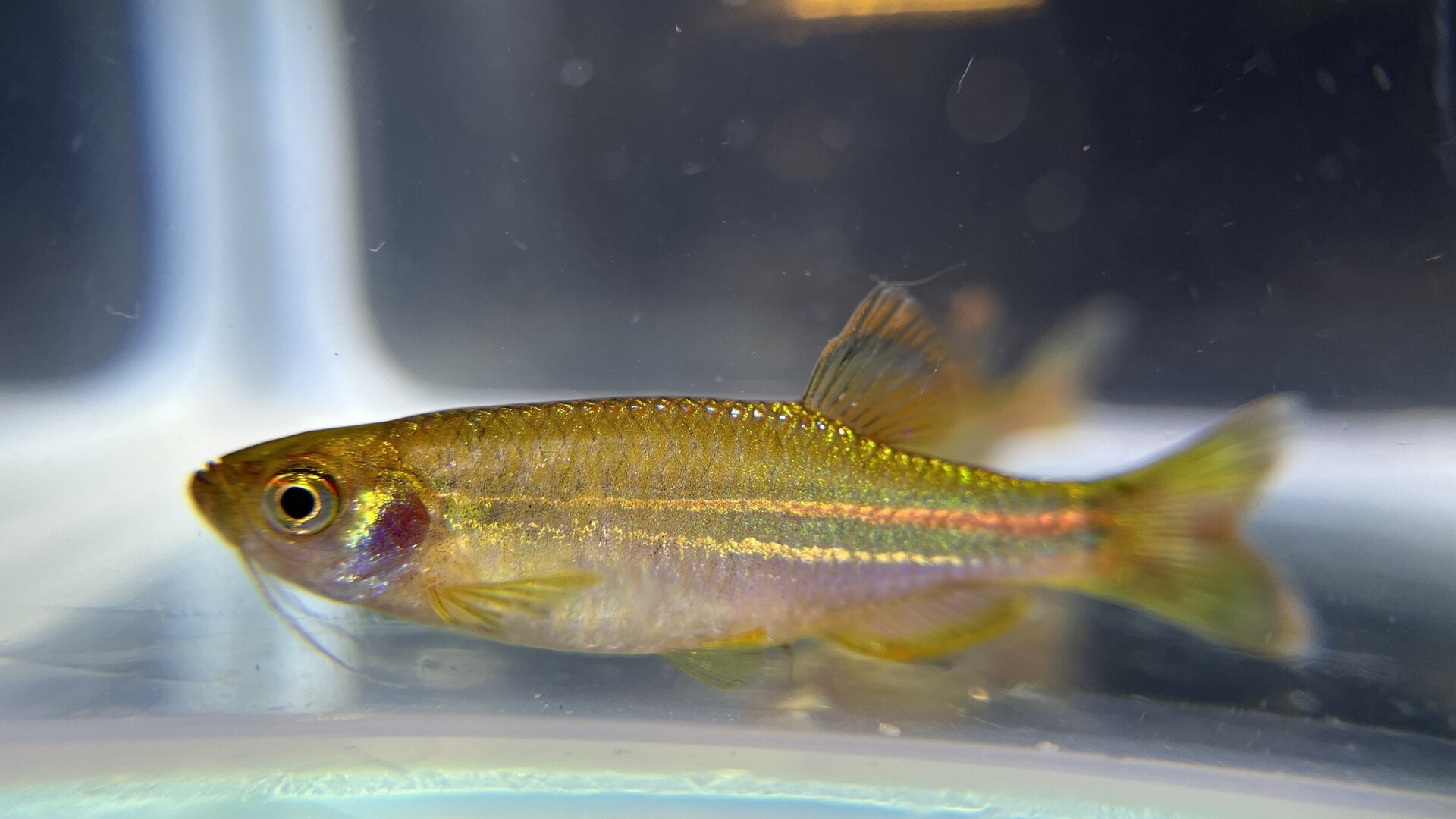 Pearl Danio (Danio albolineatus): Active Community Care