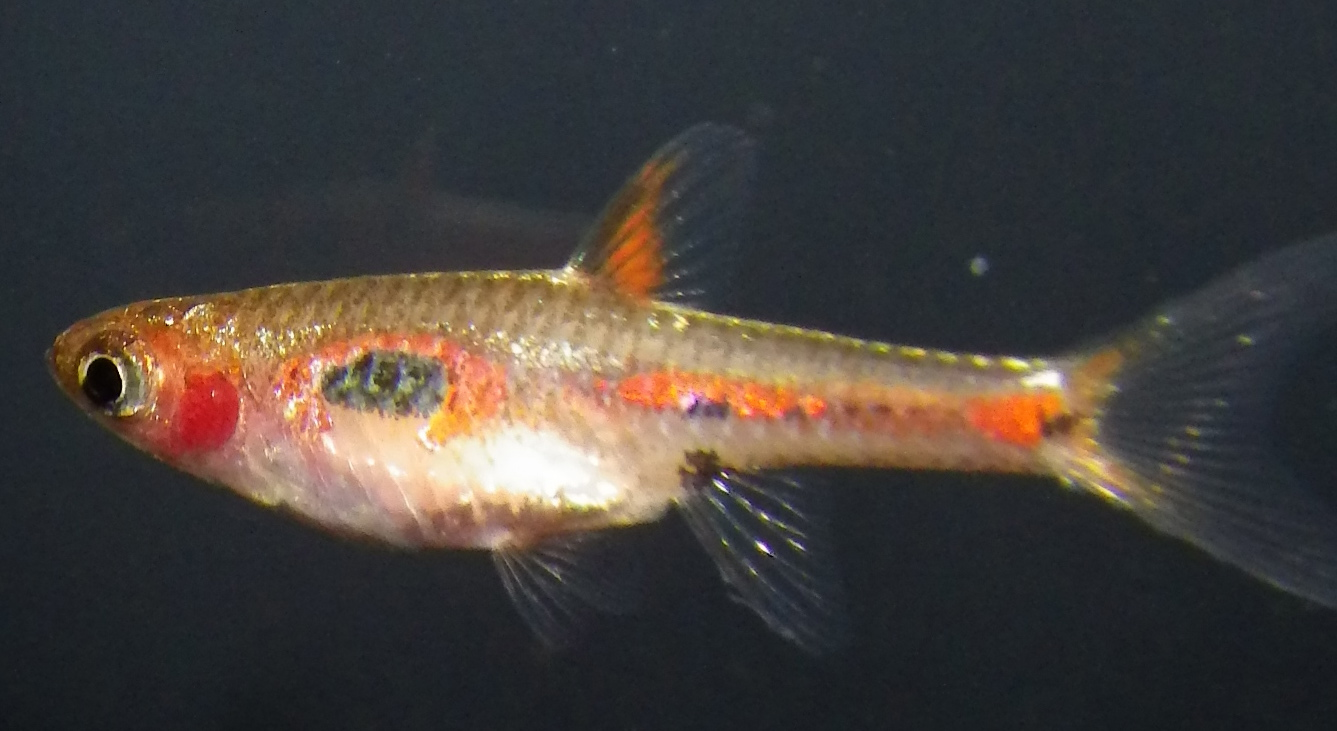 Phoenix Rasbora (Boraras merah): Peat-Swamp Care