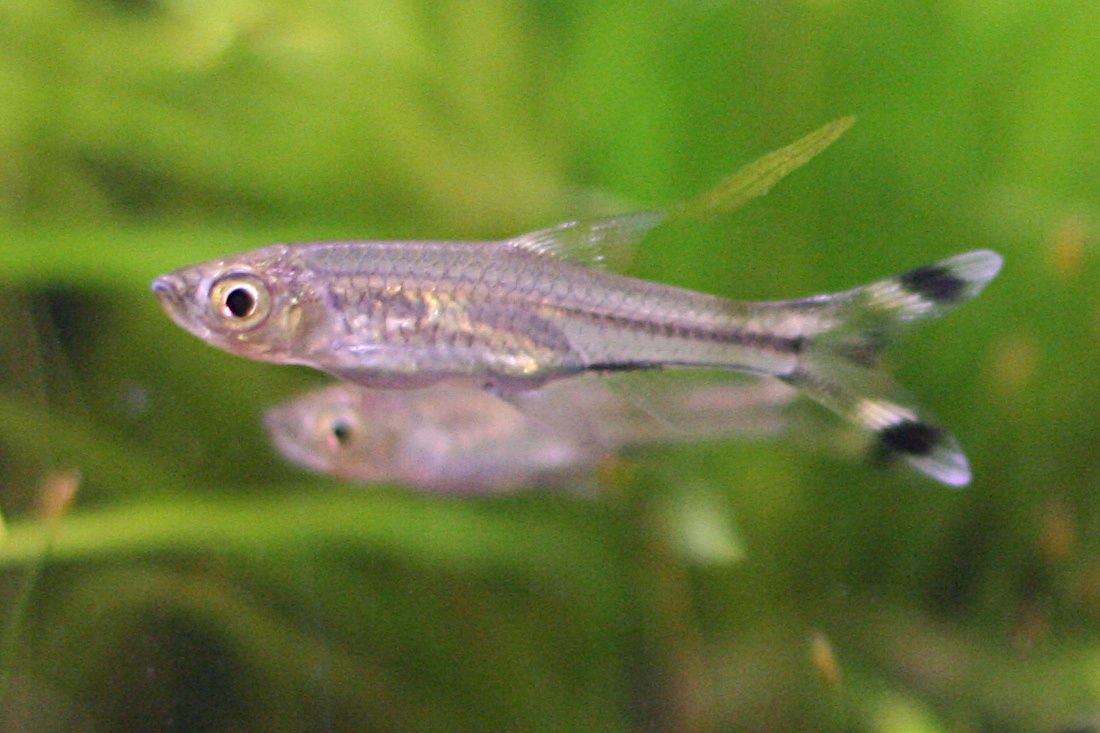 Scissor-Tail Rasbora (Rasbora trilineata): Care & Tank Size
