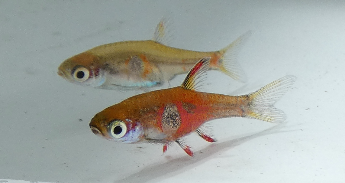 Strawberry Rasbora (Boraras naevus): Care & Identification