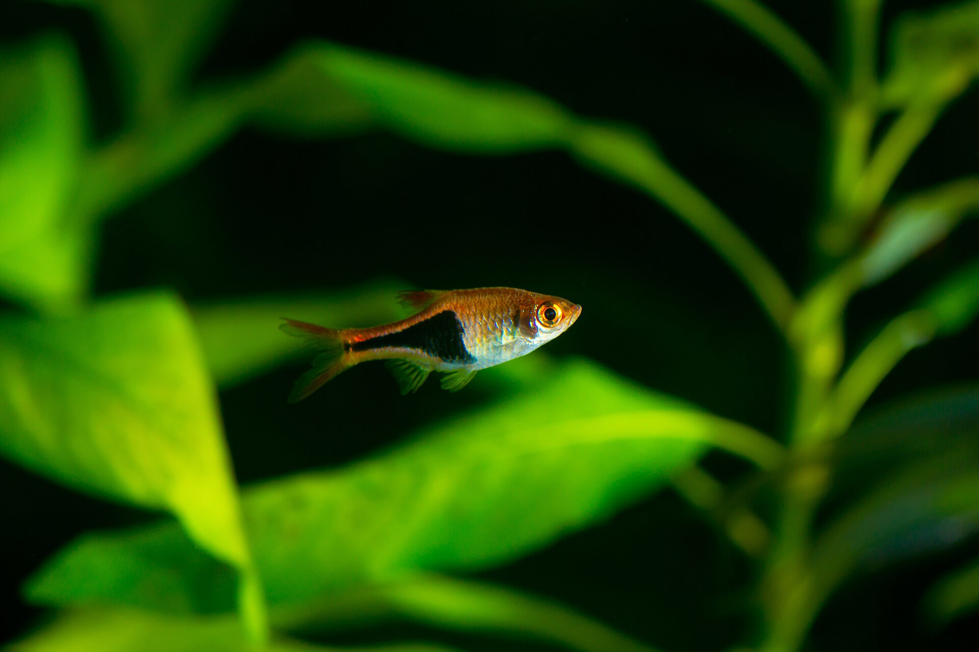 The Complete Rasboras & Danios Guide: Danionidae Care