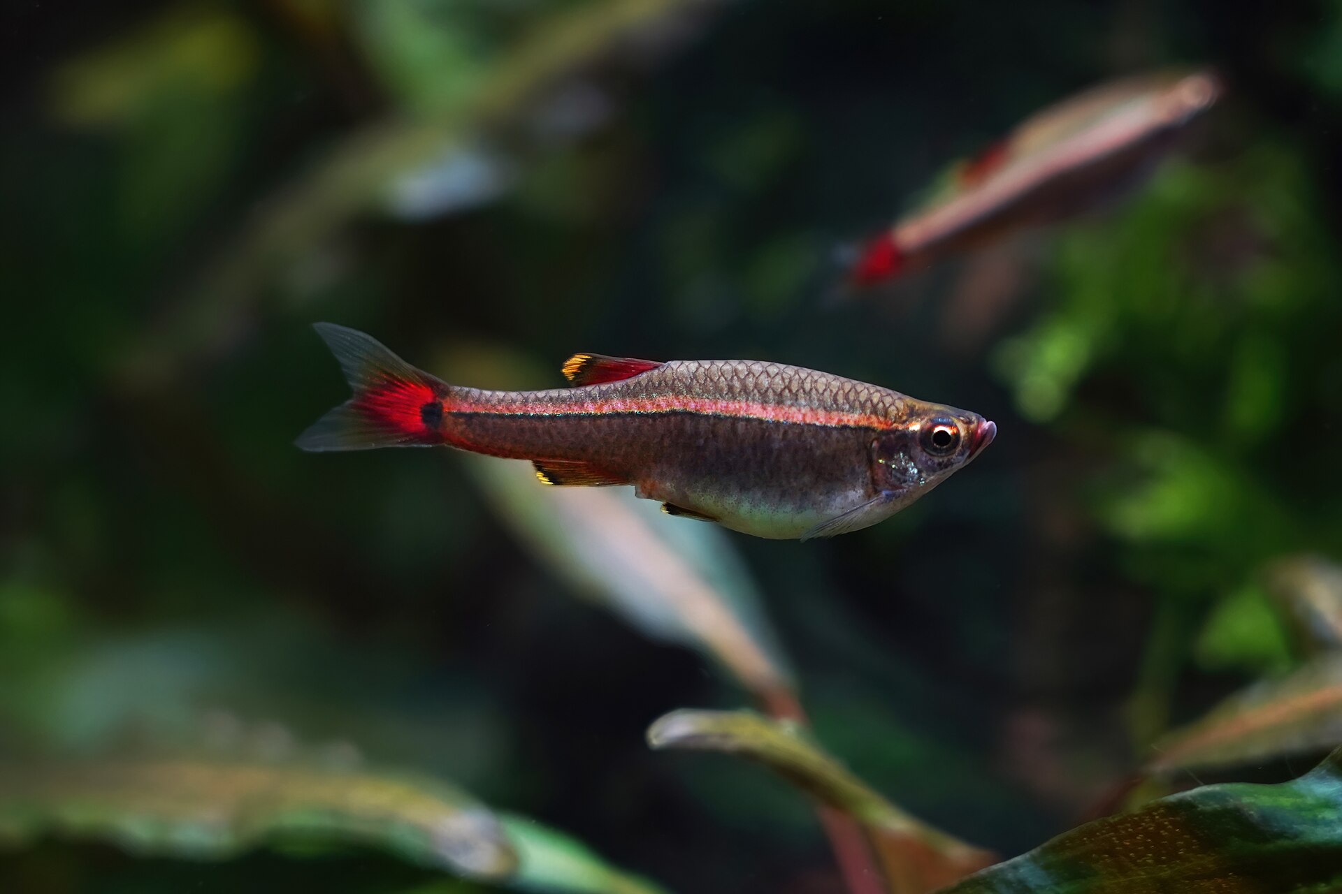 White Cloud Mountain Minnow (Tanichthys albonubes): Care
