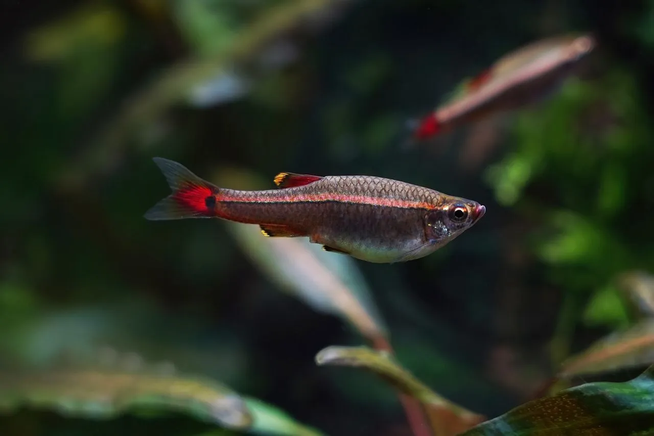 Why Won't My Harlequin Rasboras School?