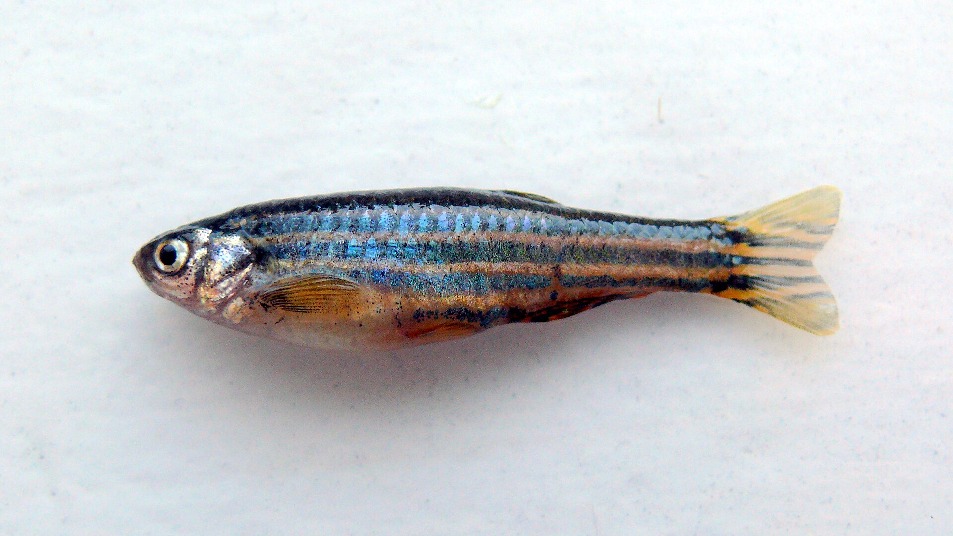 Zebra Danio (Danio rerio): Care, Variants & Model Organism