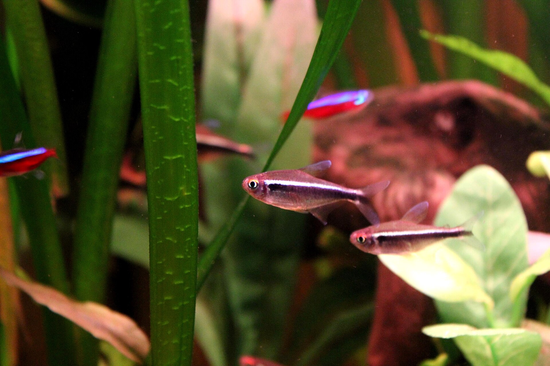 Black Neon Tetra (*Hyphessobrycon herbertaxelrodi*): Care