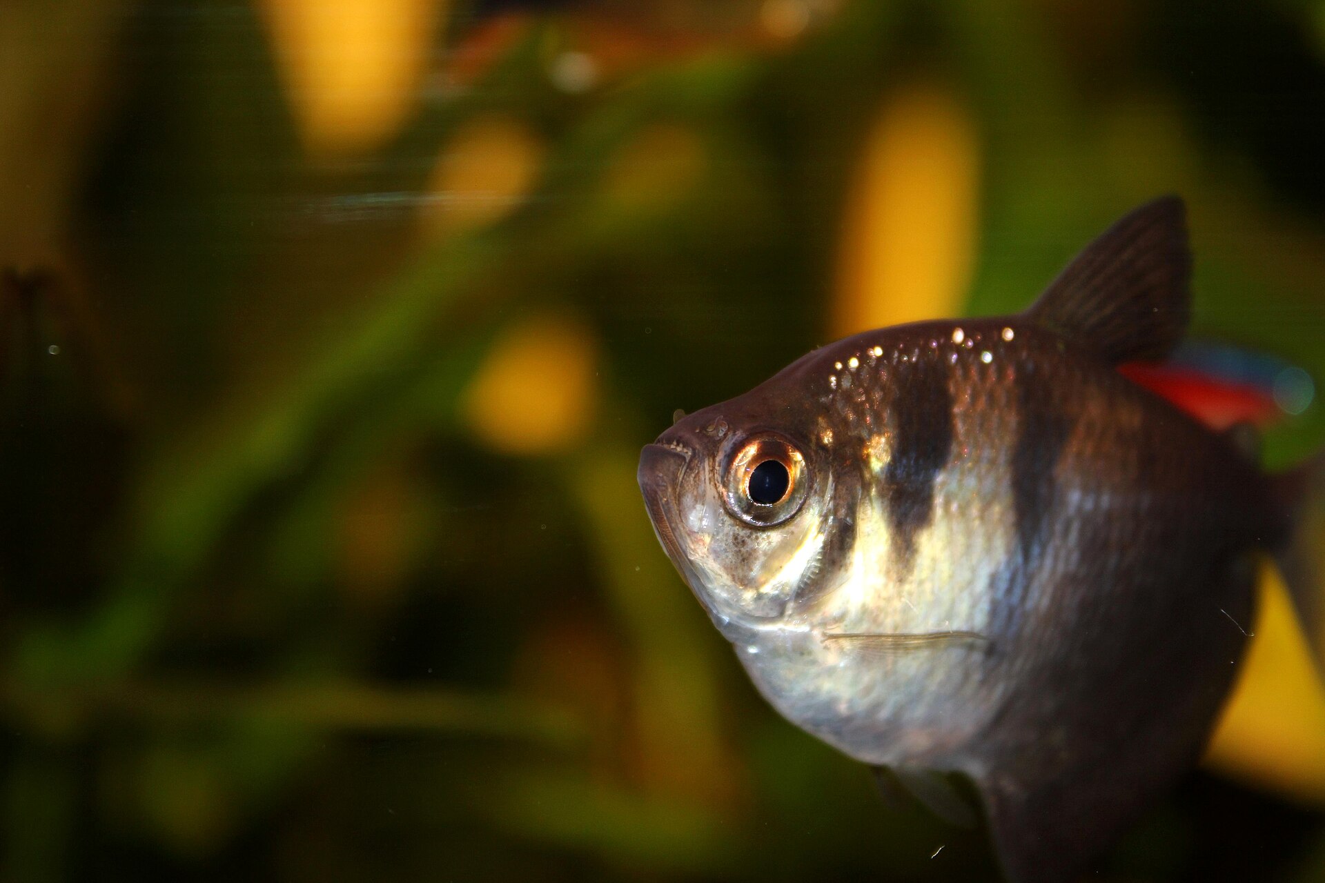 Why Are My Neon Tetras Dying One by One?