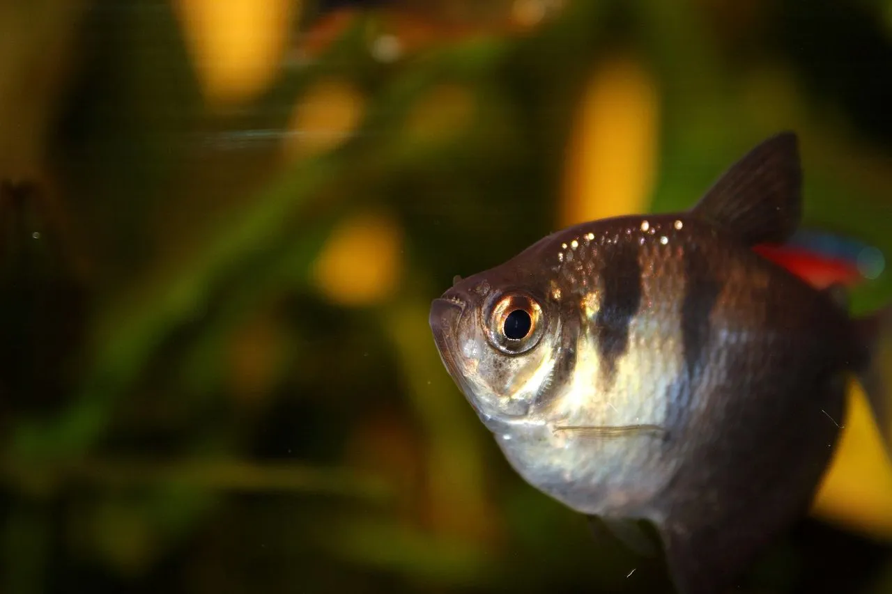 Why Are My Neon Tetras Dying One by One?
