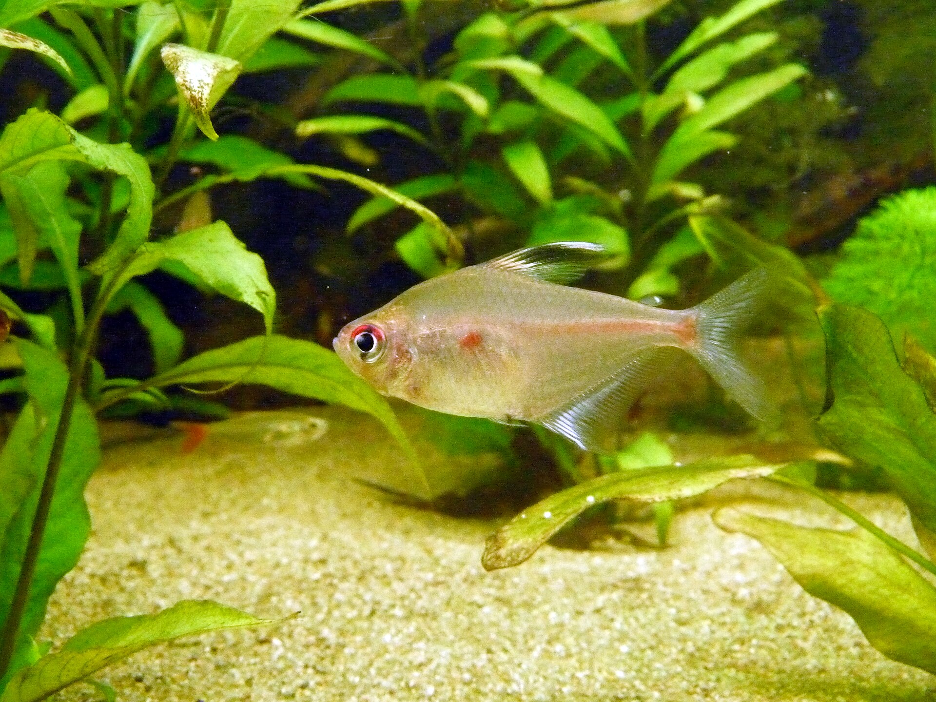 Bleeding-Heart Tetra (*Hyphessobrycon erythrostigma*): Care