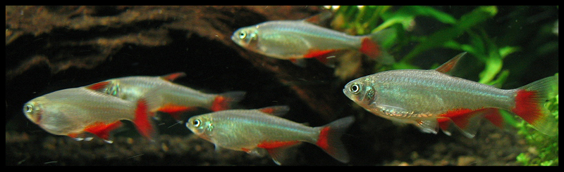 Bloodfin Tetra (*Aphyocharax anisitsi*): Cooler Community Care