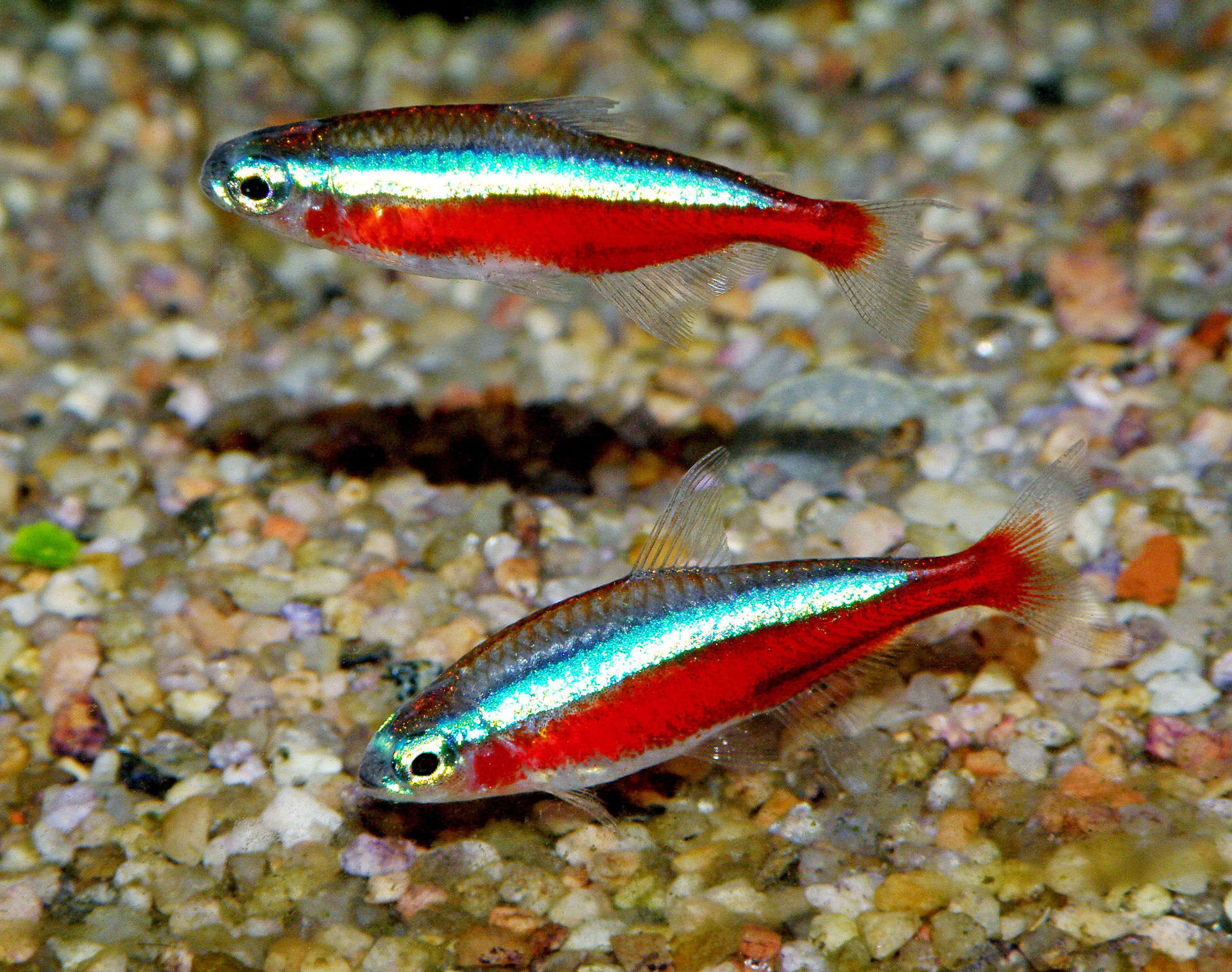 Why Are My Tetras Nipping Fins?