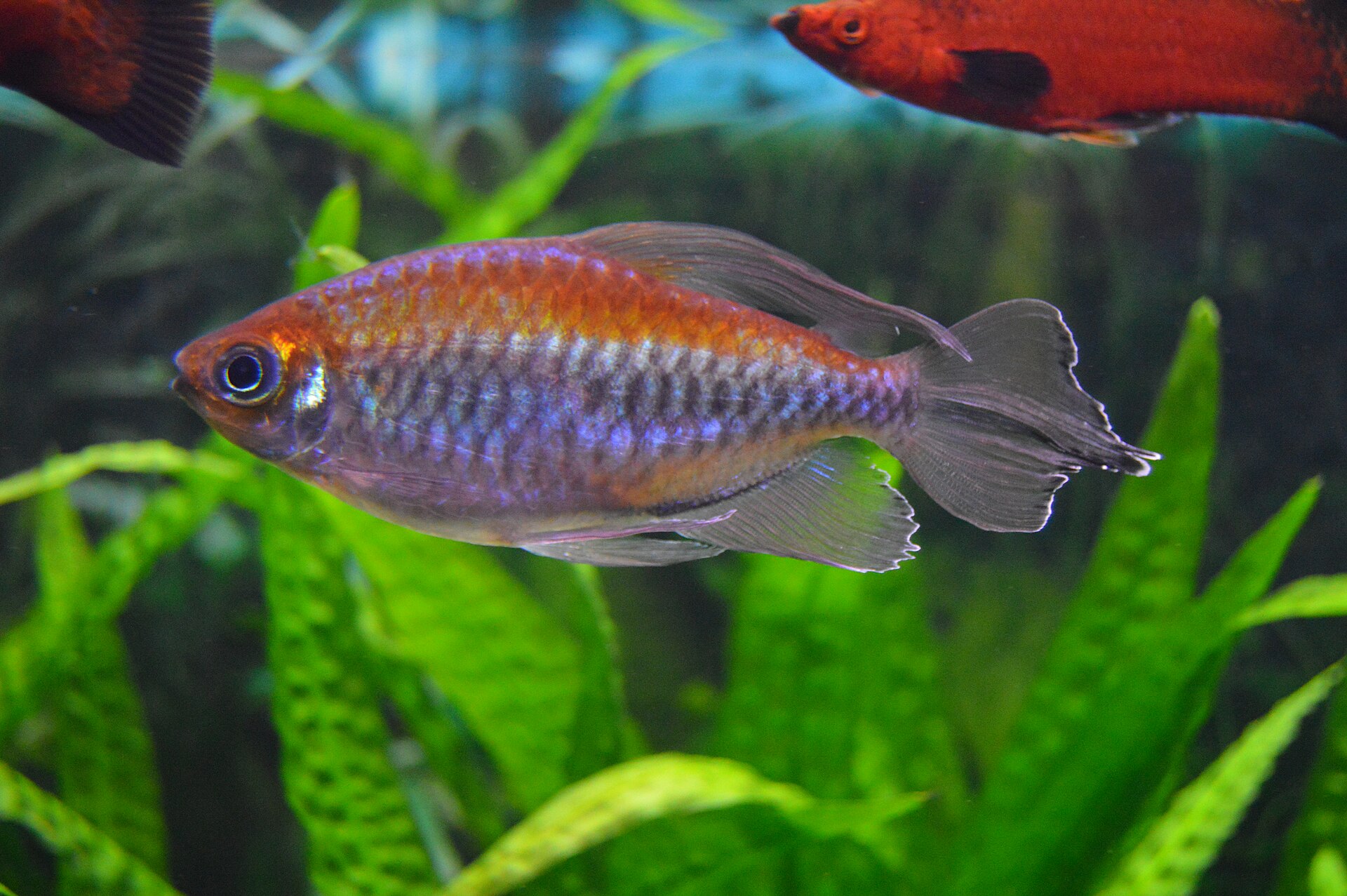 Congo Tetra (*Phenacogrammus interruptus*): African Characin Care