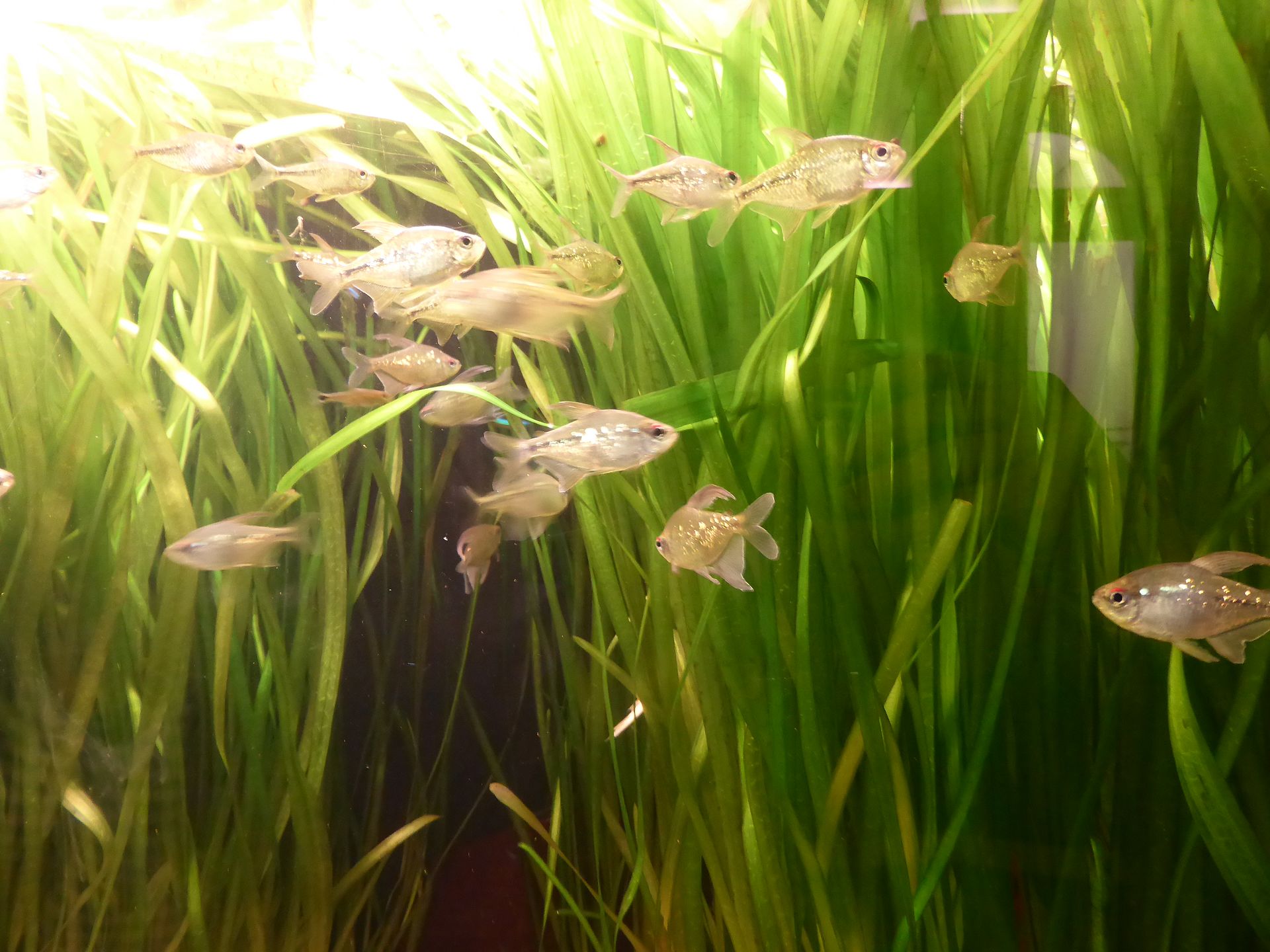 Diamond Tetra (*Moenkhausia pittieri*): Lake Valencia Care