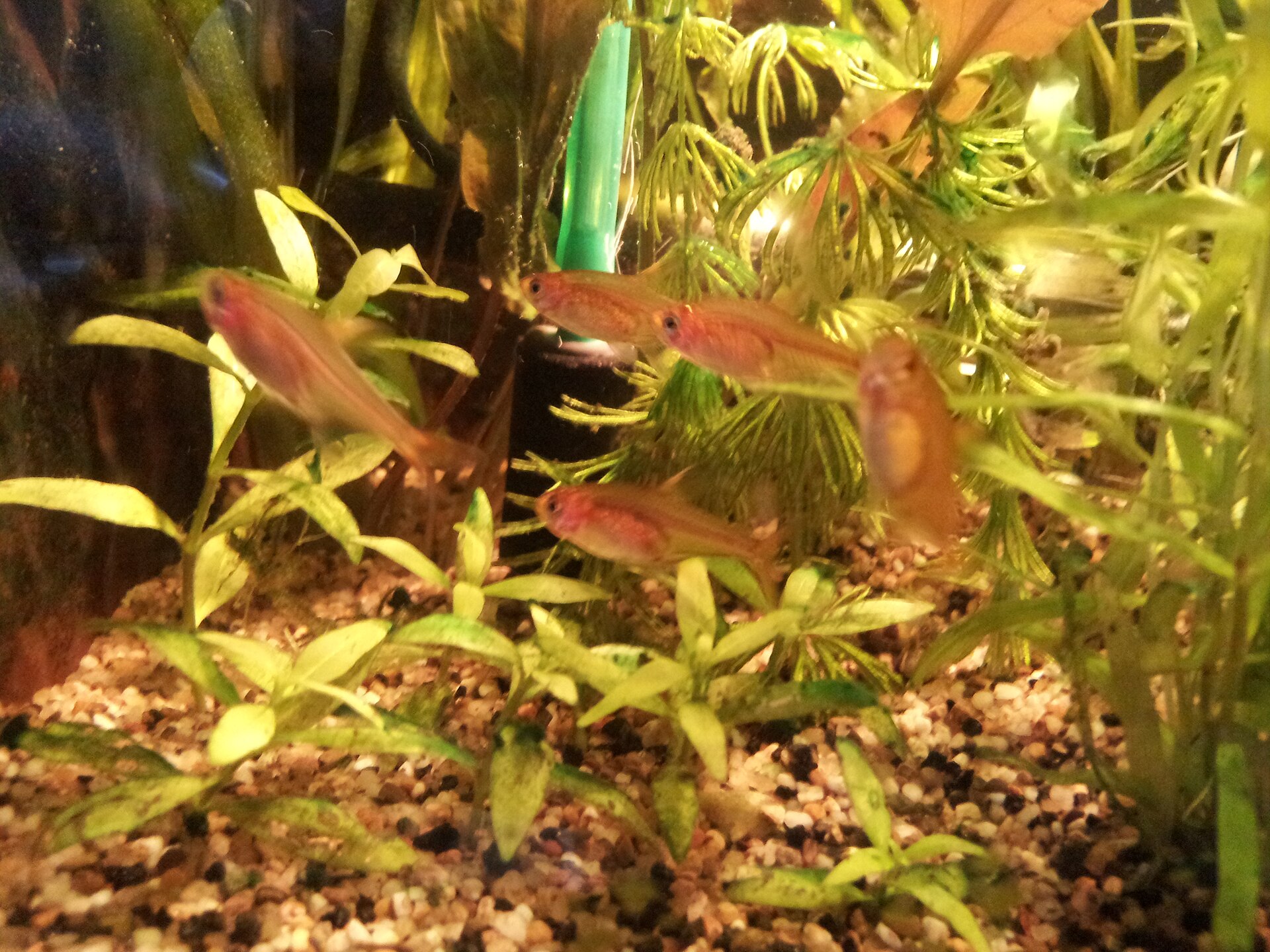 Ember Tetra (*Hyphessobrycon amandae*): Nano Care