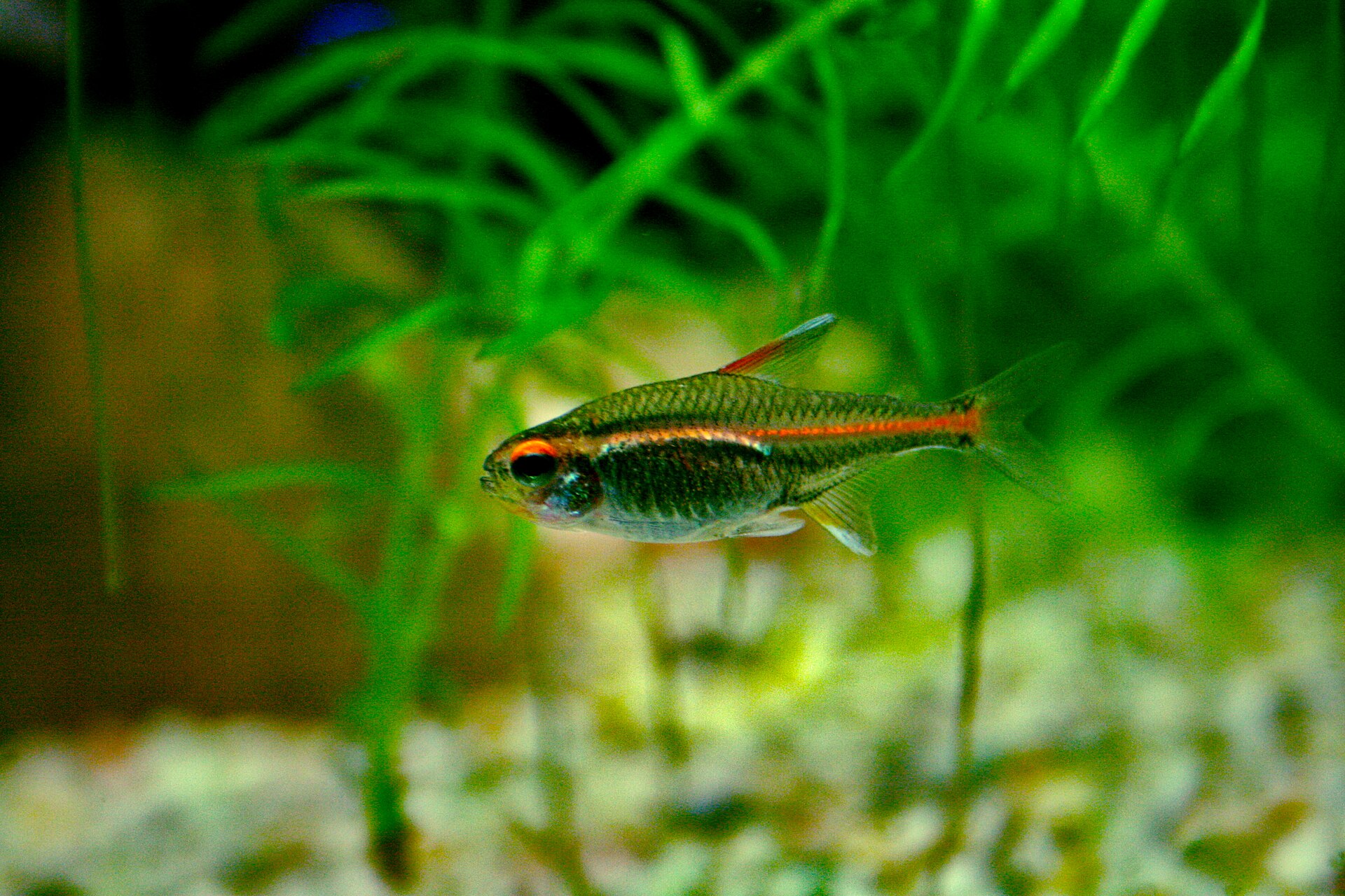 Glowlight Tetra (*Hemigrammus erythrozonus*): Care