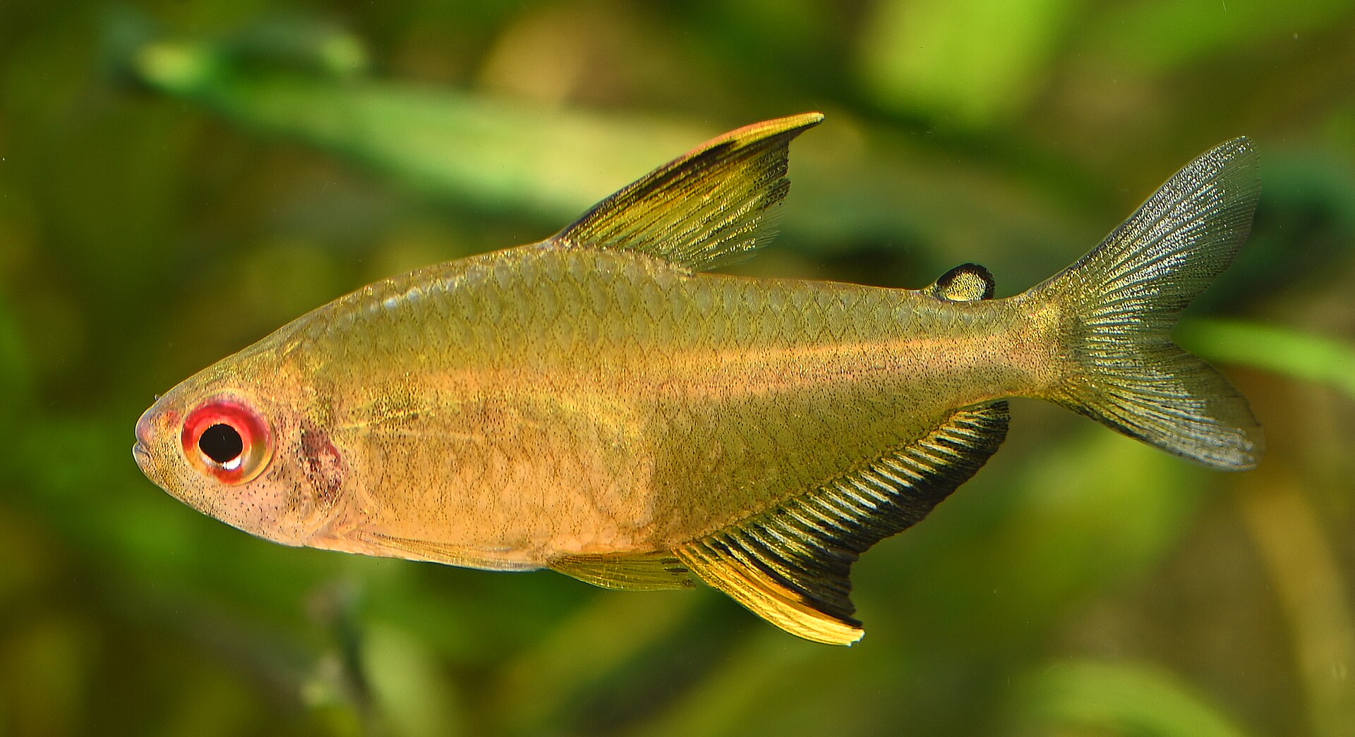 Lemon Tetra (*Hyphessobrycon pulchripinnis*): Care