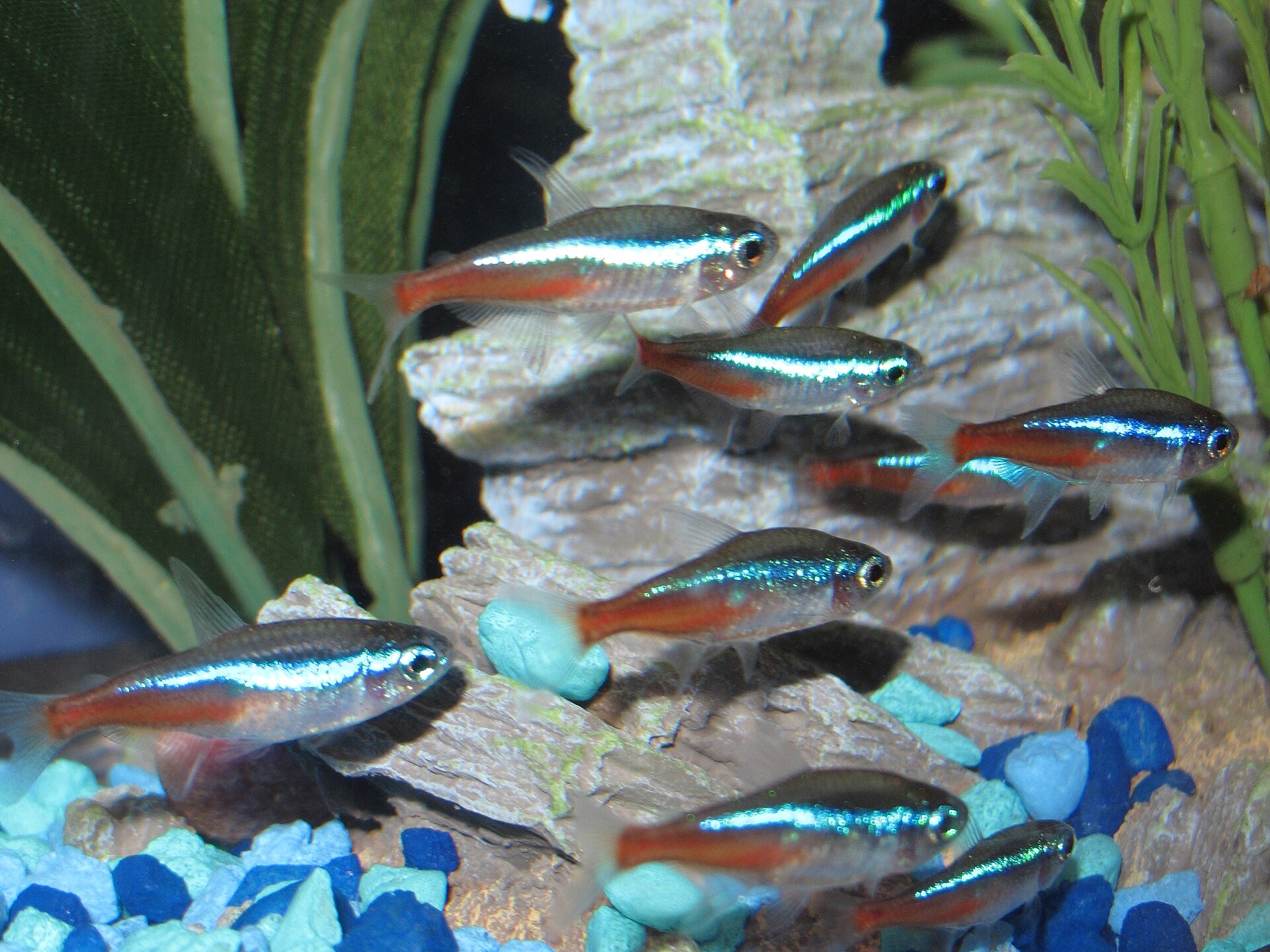 Neon Tetra (*Paracheirodon innesi*): Care & Disease