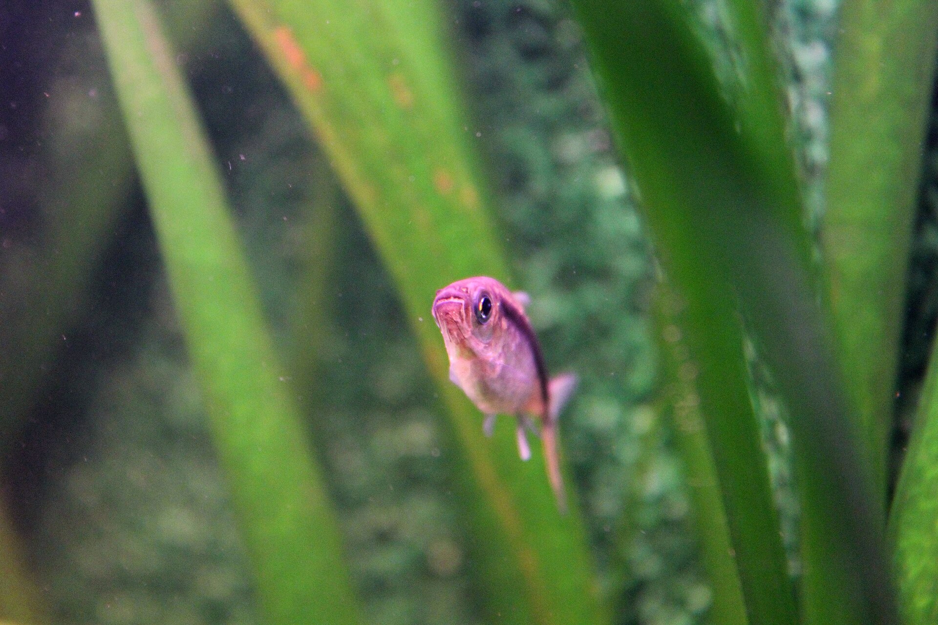 Cardinal Tetra vs Neon Tetra