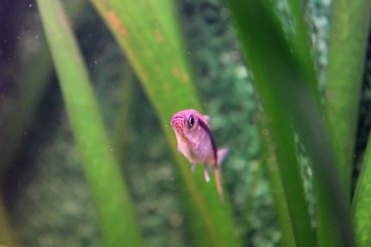 Cardinal Tetra vs Neon Tetra