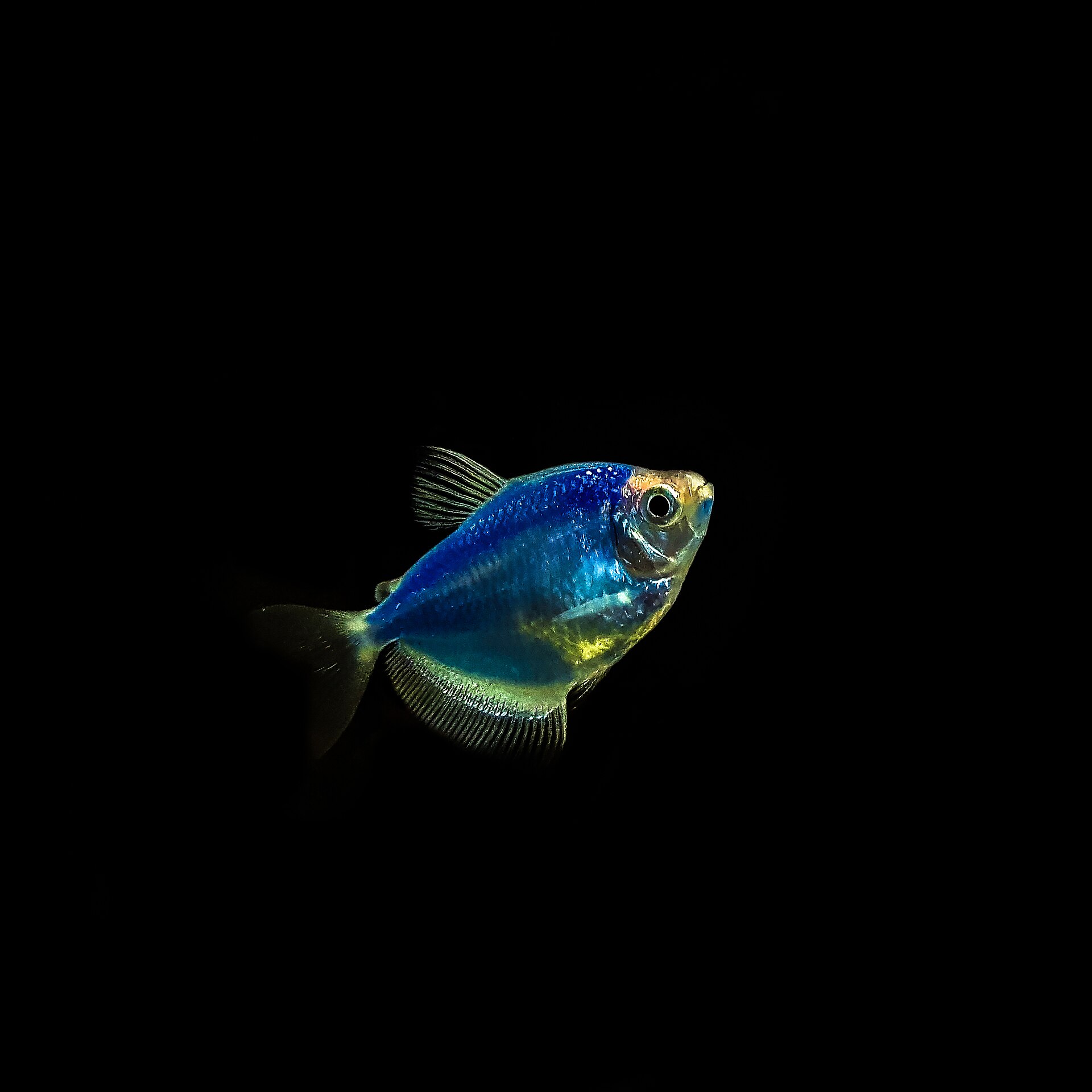 Rummynose Tetra (*Hemigrammus* spp.): Schooling Indicator