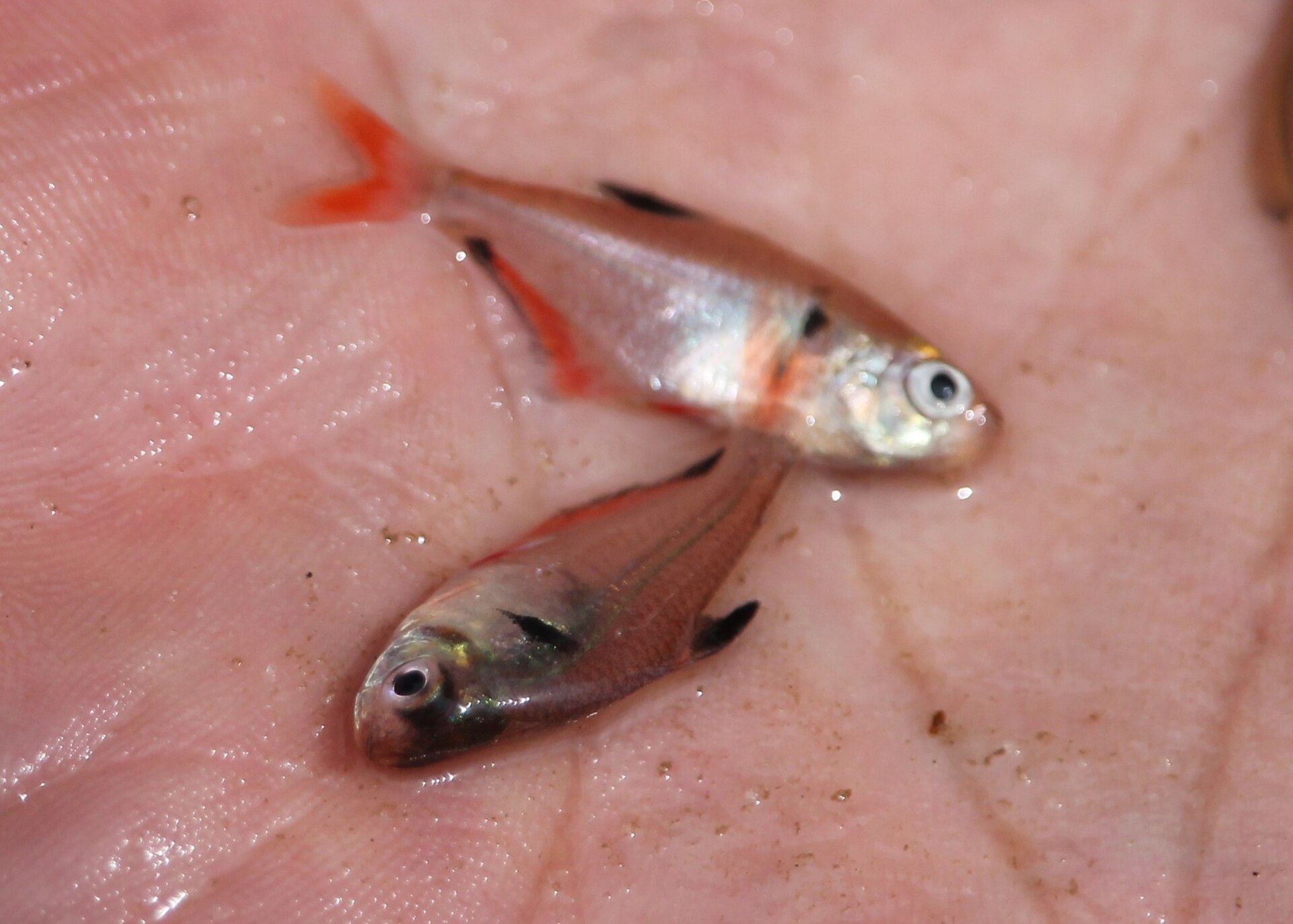 Serpae Tetra (*Hyphessobrycon eques*): Nipping Management