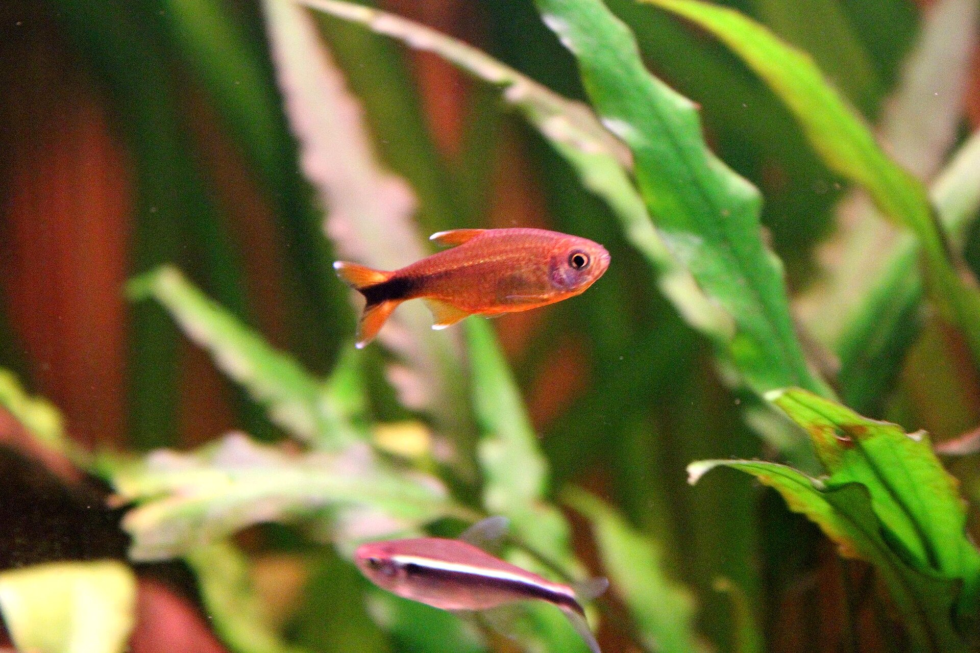 Silver-Tip Tetra (*Hasemania nana*): Lively Shoal Care