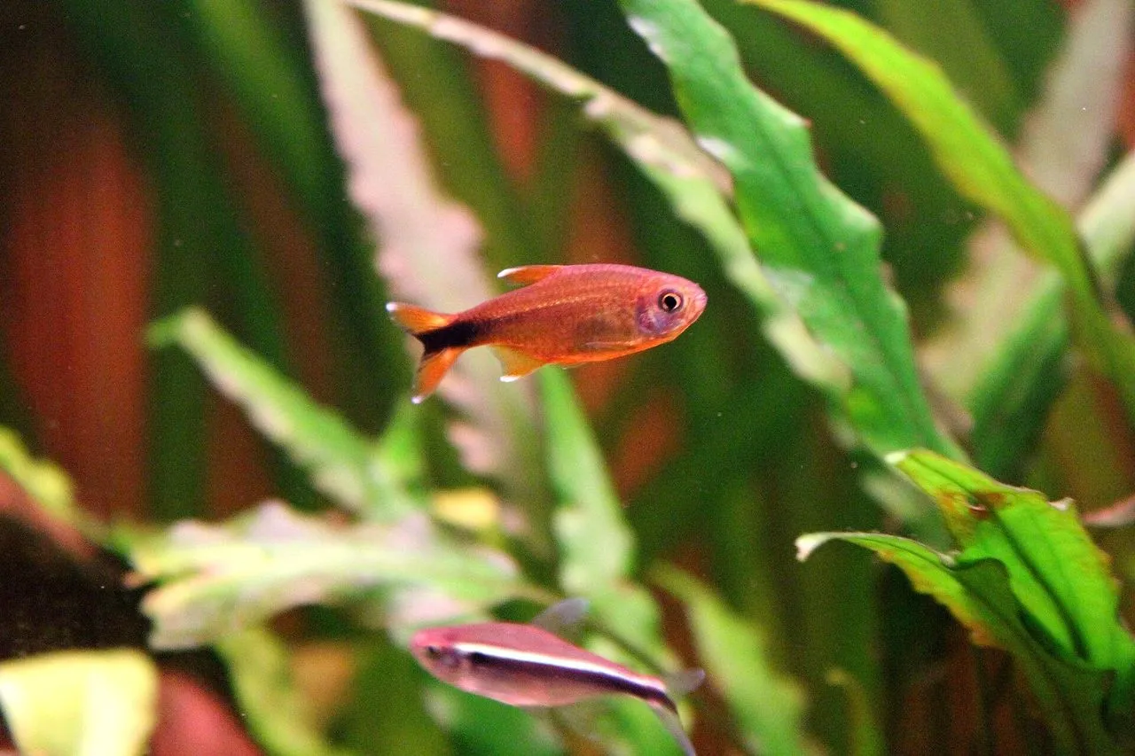 Silver-Tip Tetra (*Hasemania nana*): Lively Shoal Care