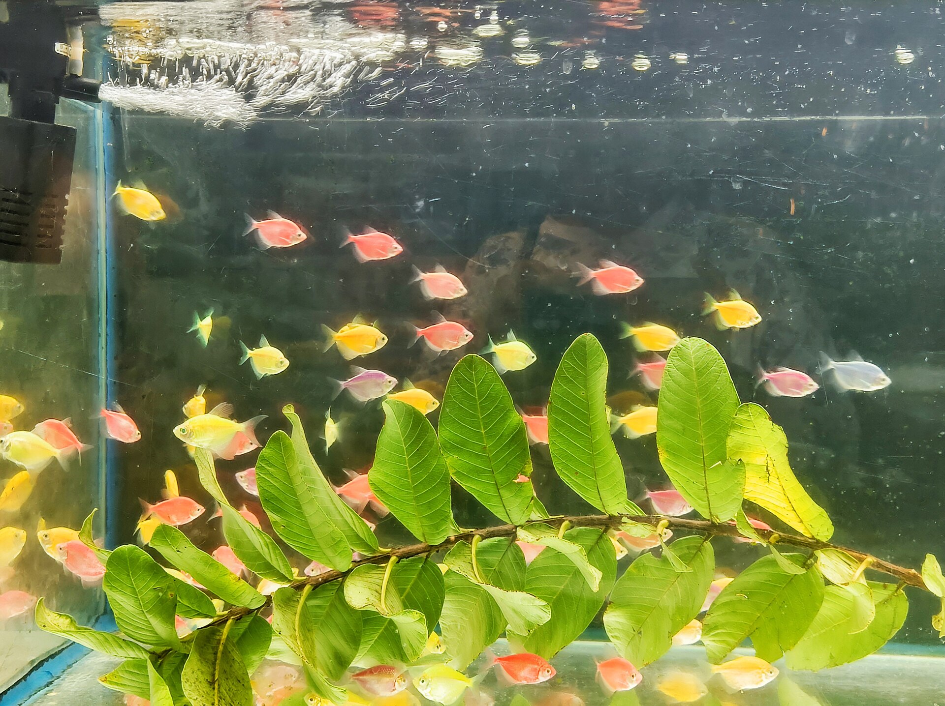 The Complete Tetras Guide (Characidae): Schooling & Care