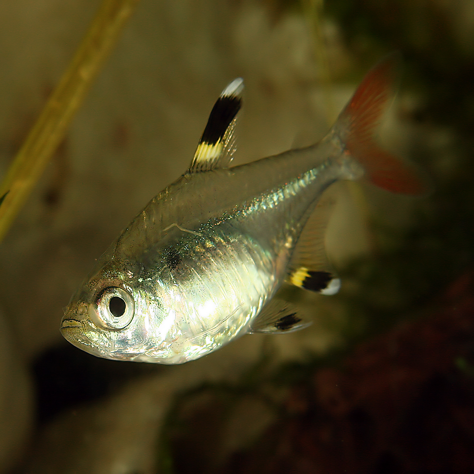 X-Ray Tetra (*Pristella maxillaris*): Adaptable Care